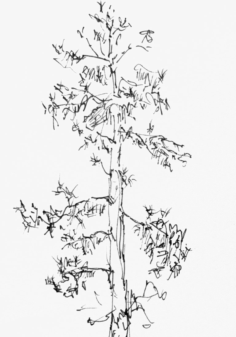 The Pinnacles – Pinetree